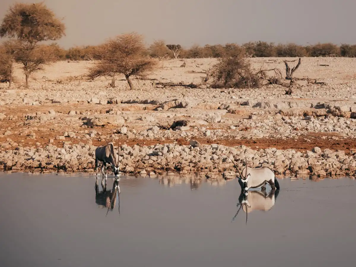 Etosha Onguma water hole