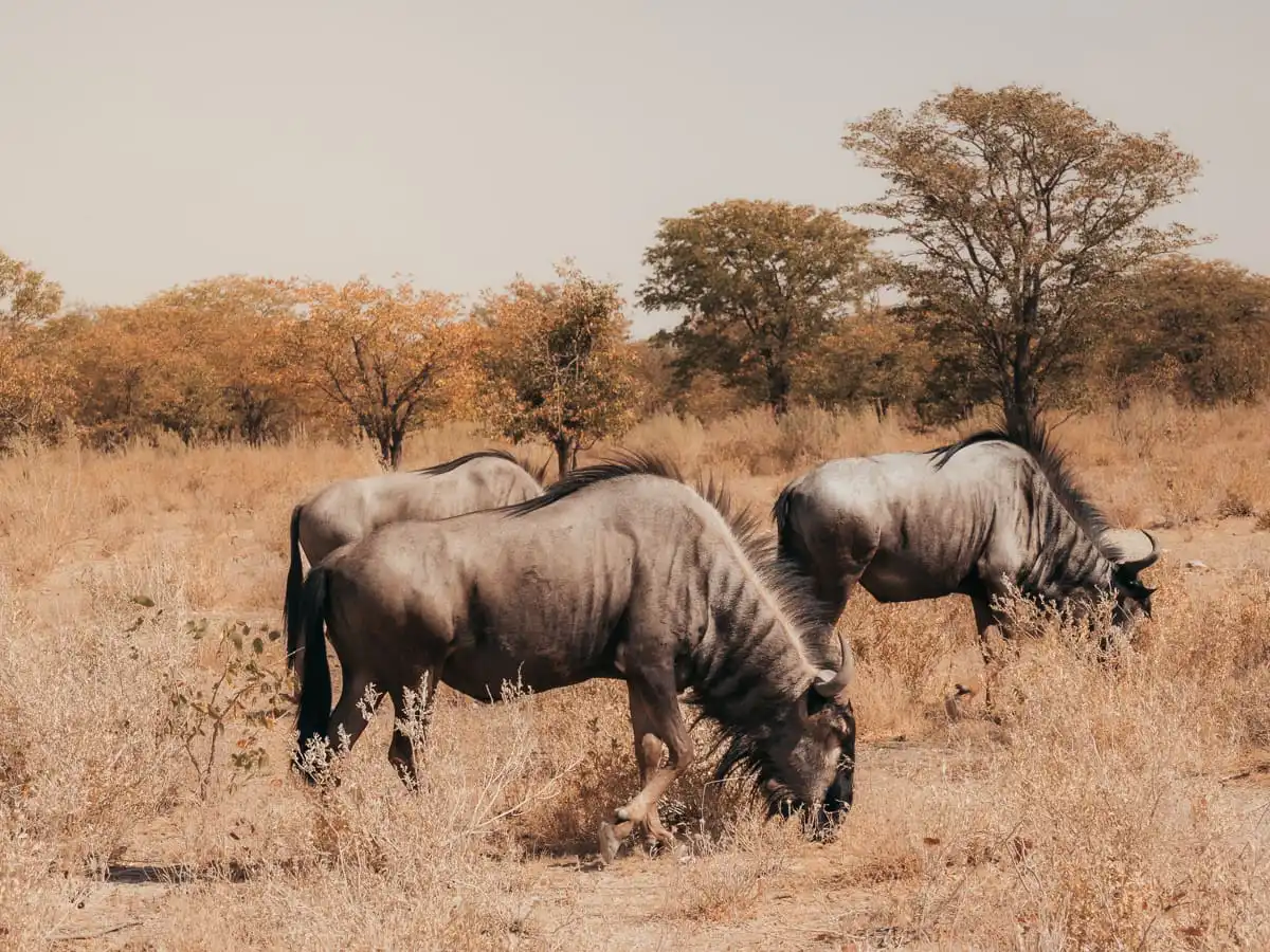 Wildebeests in Etosha