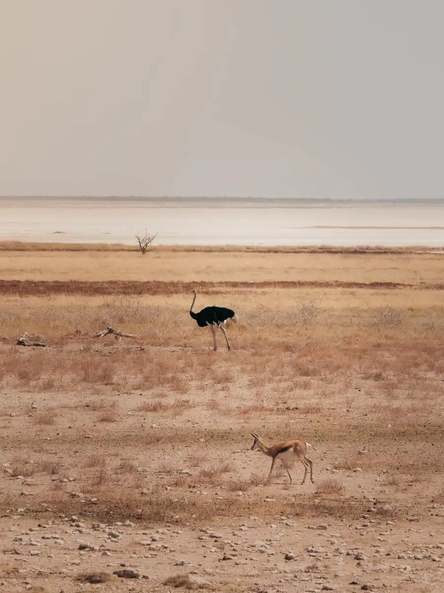 ostriche and animal far away in Etosha