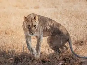Lion et Etosha National Park