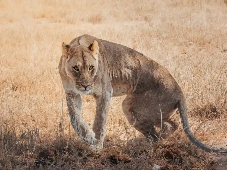 Lion et Etosha National Park