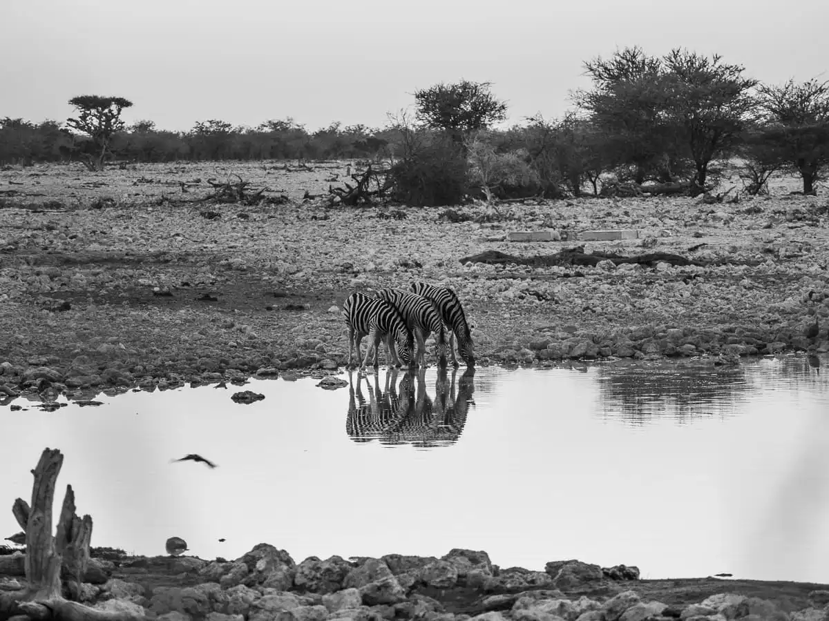 Zebras drinking water from waterhole in Etosha National Park