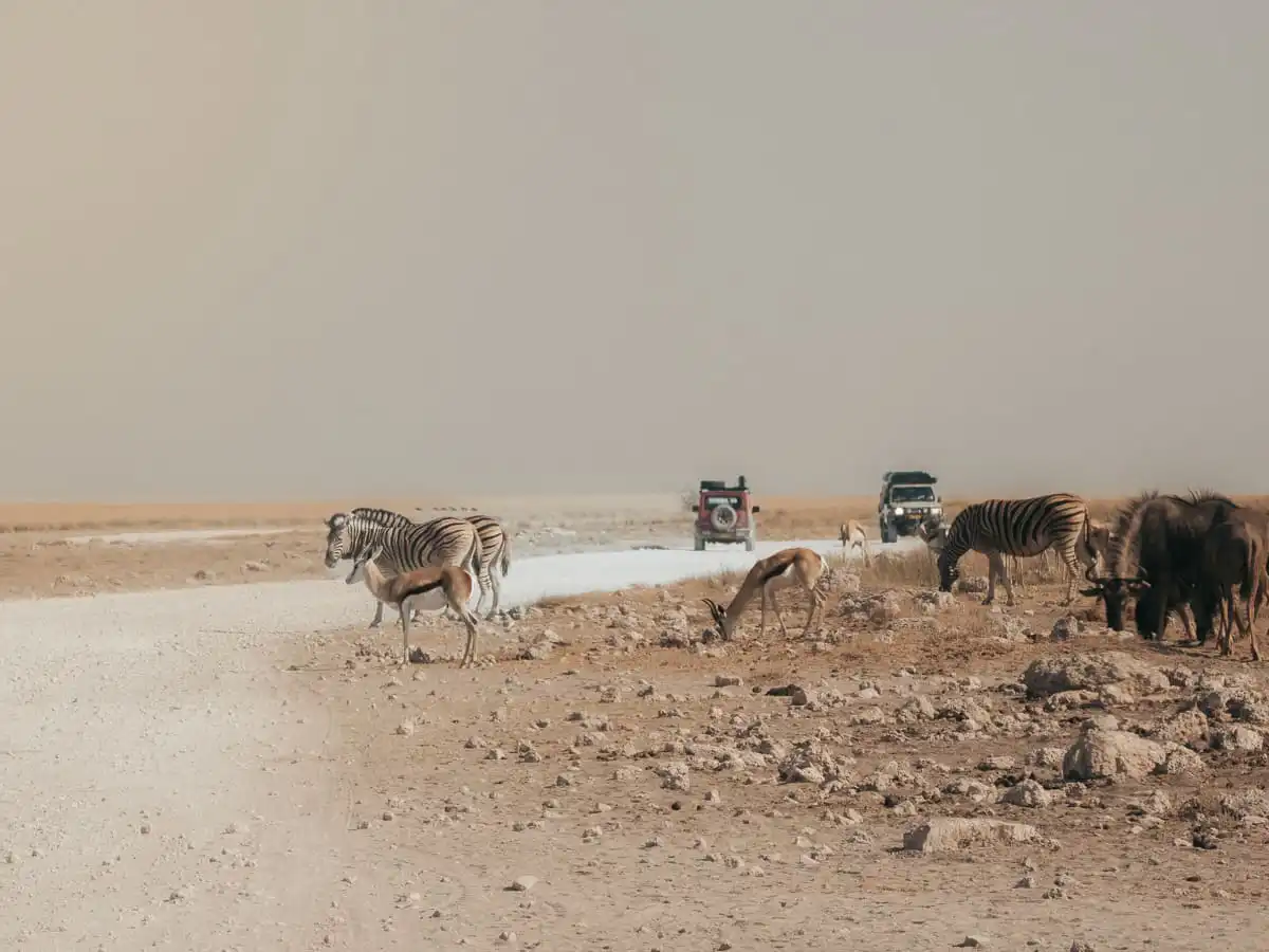 Car driving in Etosha National Park