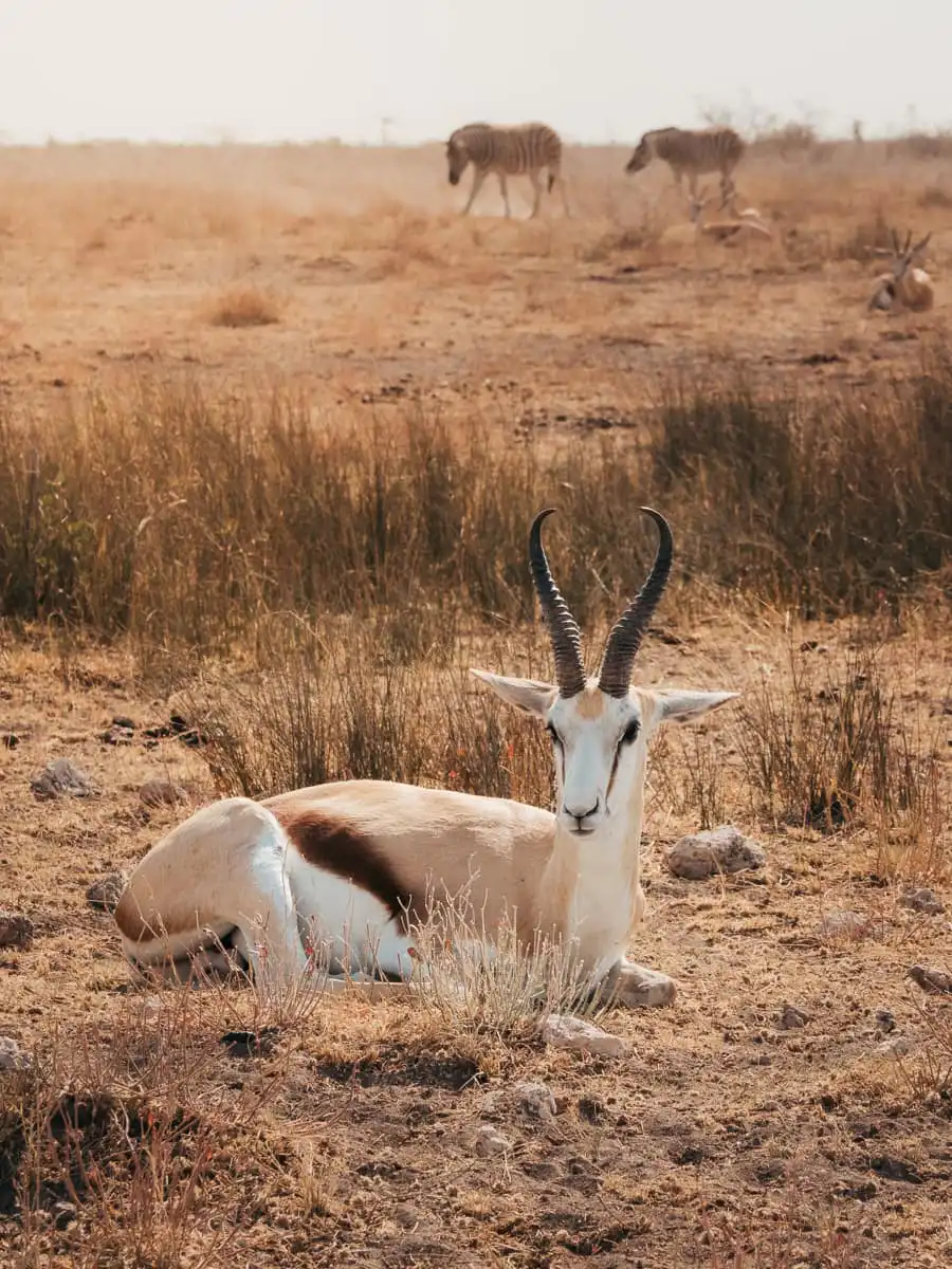 Impala in Etosha National Park