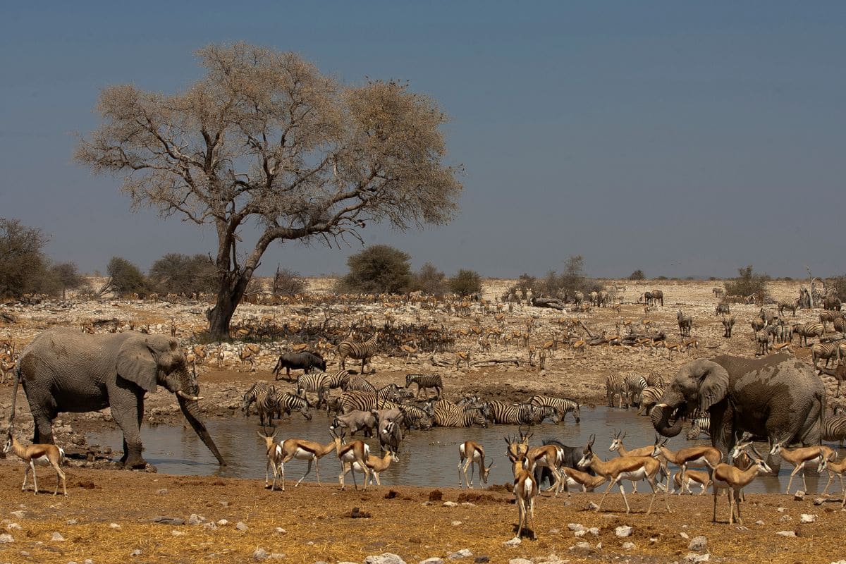 Waterhole at Okaukuejo in Etosha