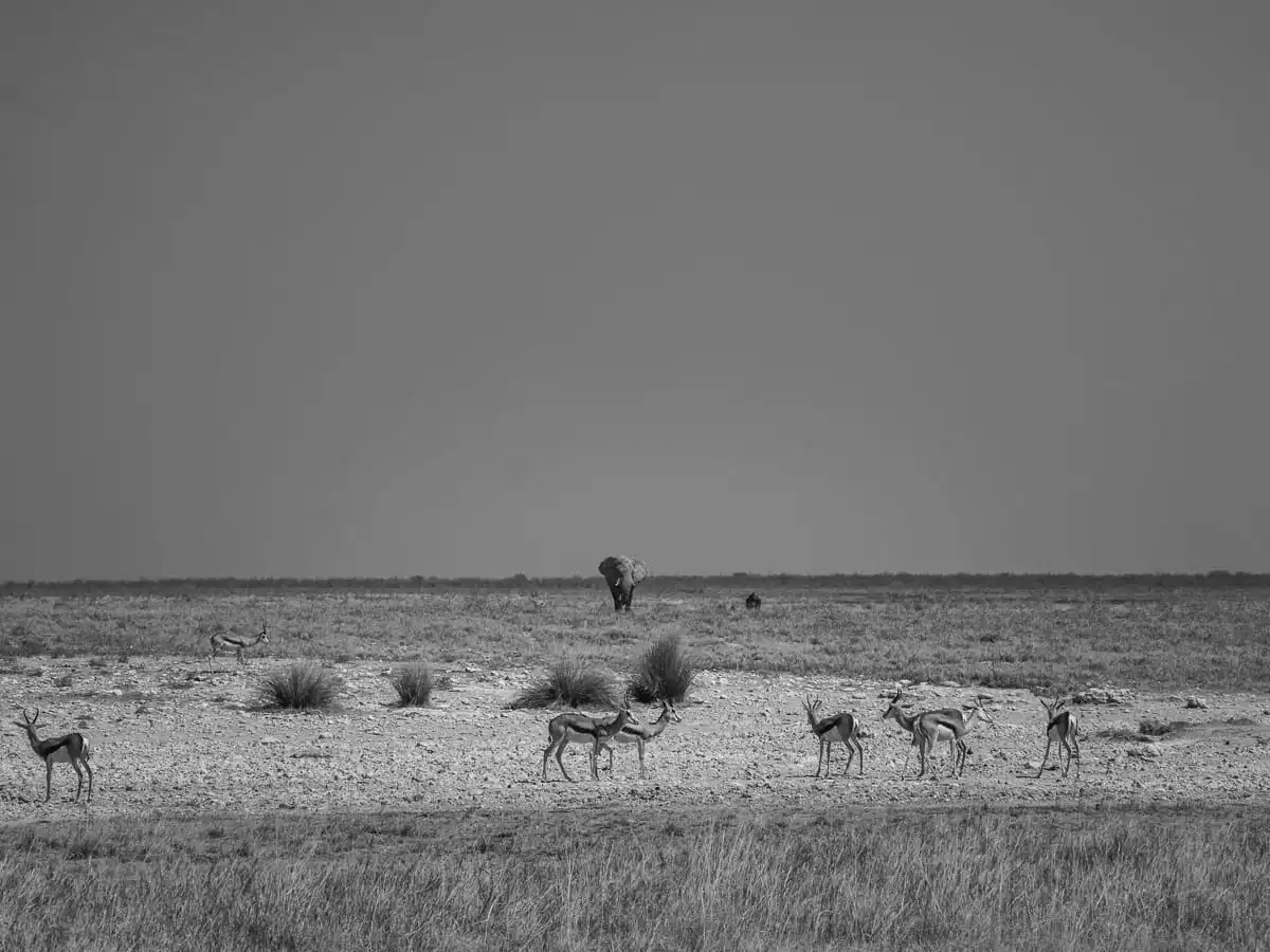 Elephant far away with animals in front