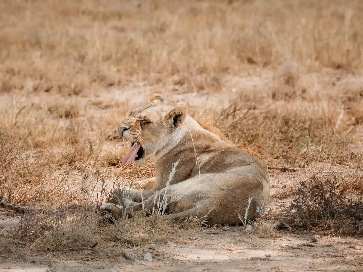 Lion at etosha National Park yawning