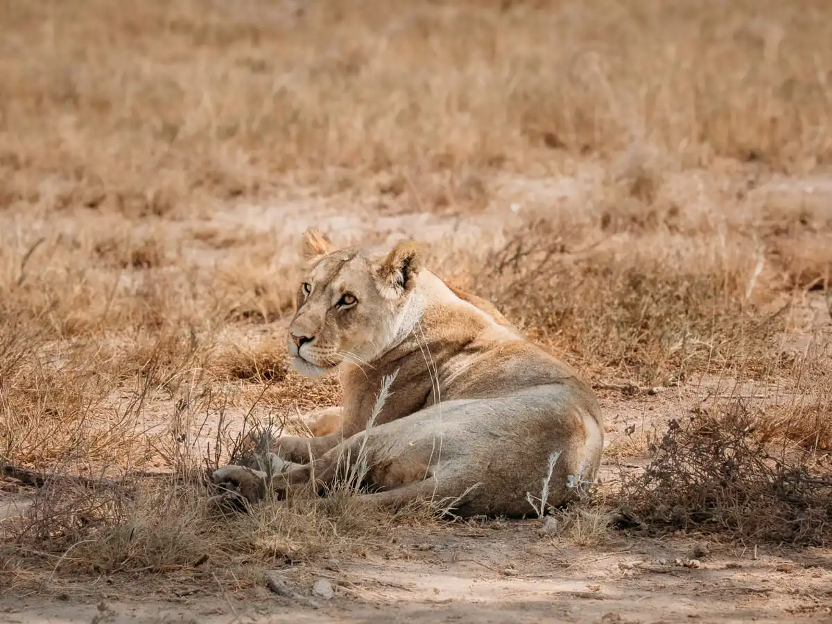 Lion in Etosha National Park