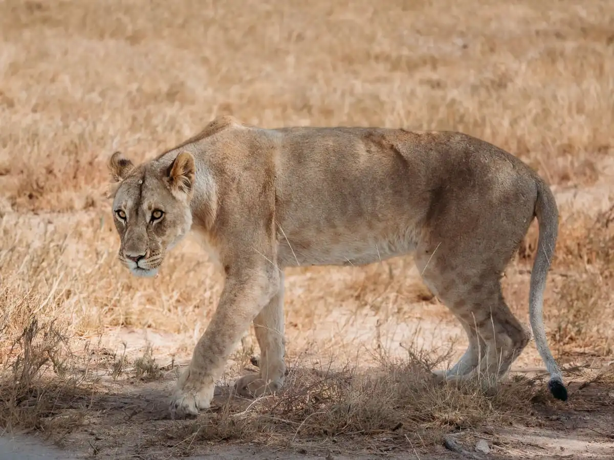 Lion Walking in Etosha National Park