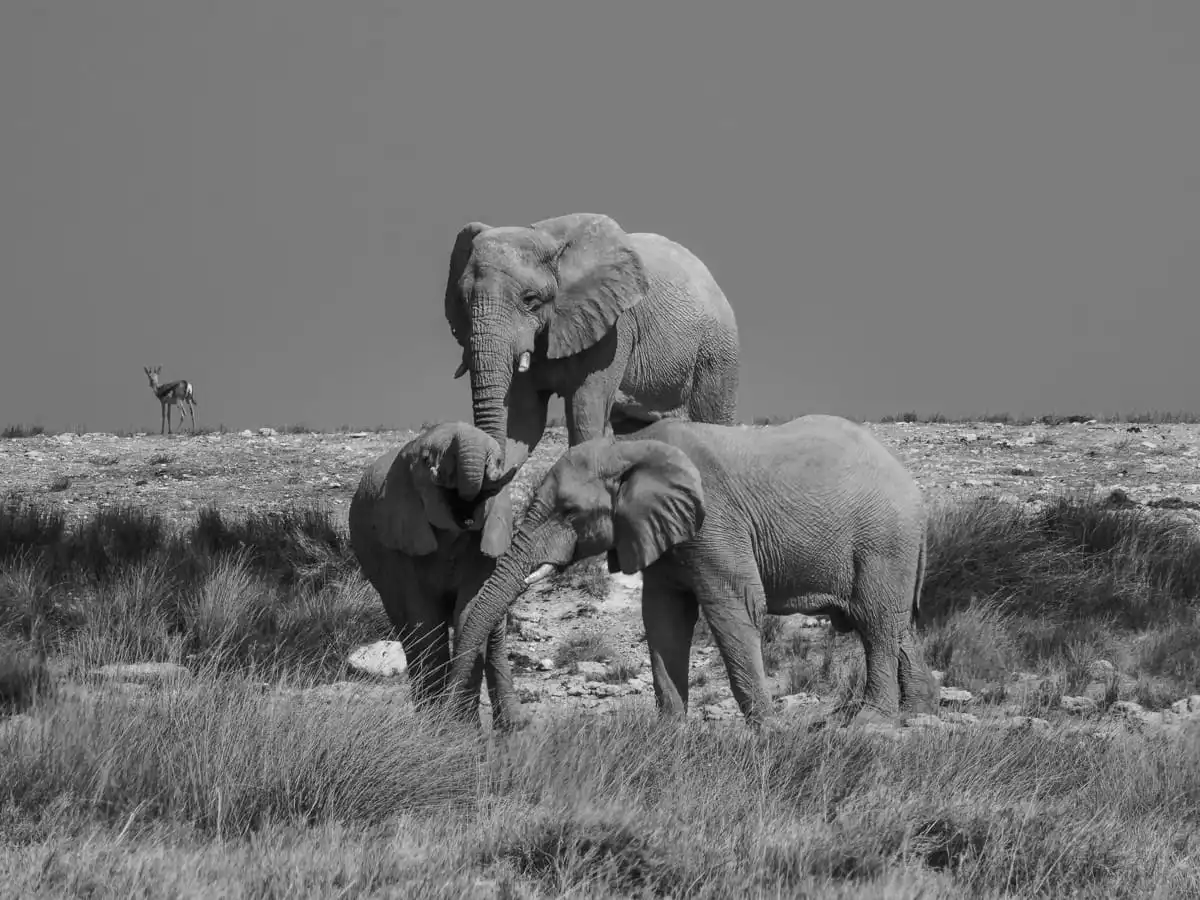 Elephants playing at etosha national park