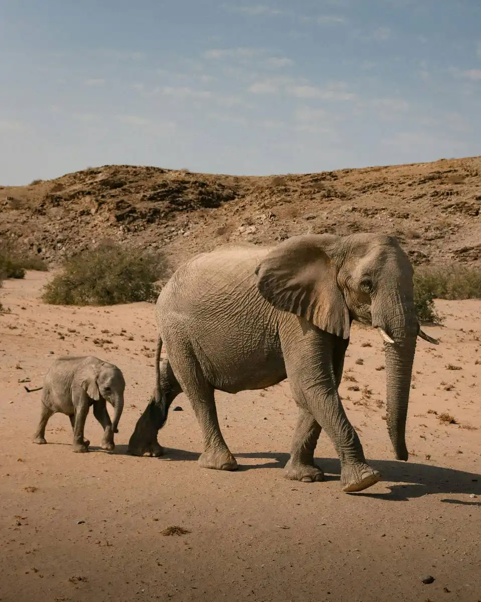 Desert elephants in Namibia
