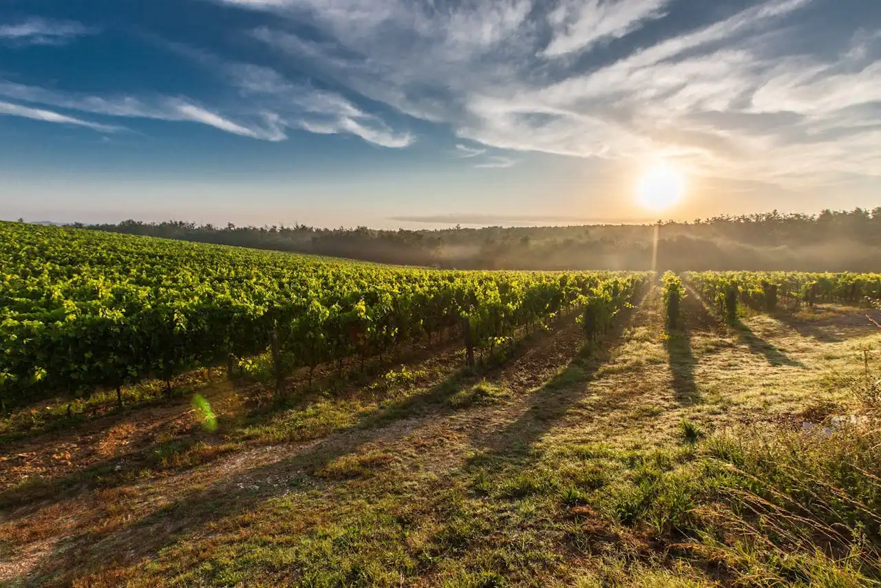Italy winery