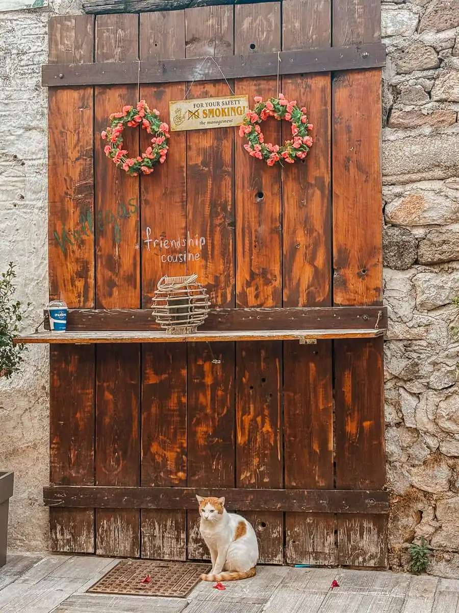 Cat in nafplio