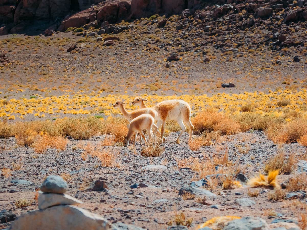 vicunas feeding in the field of Atacama Desert