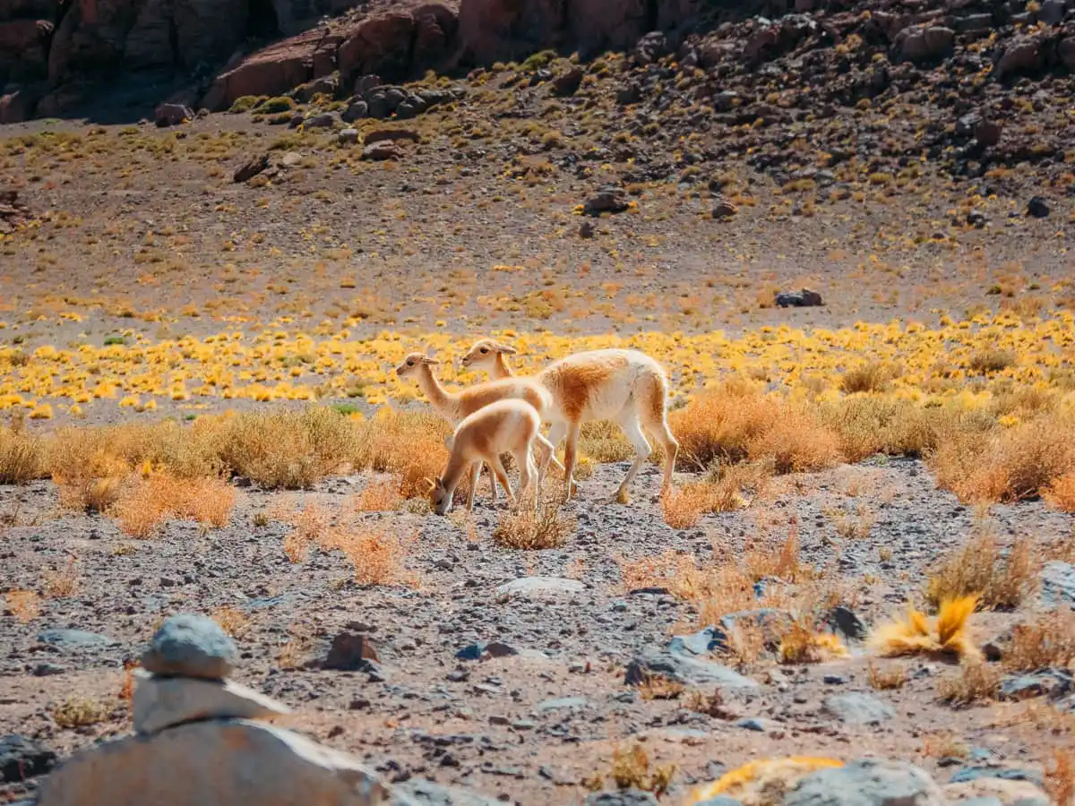 vicunas feeding in the field of Atacama Desert