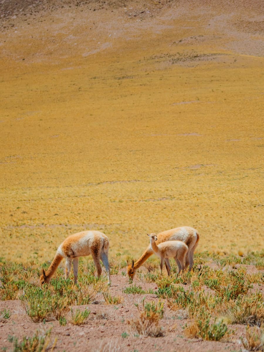 Watching the vicunas roam in the fields of Atacama Desert