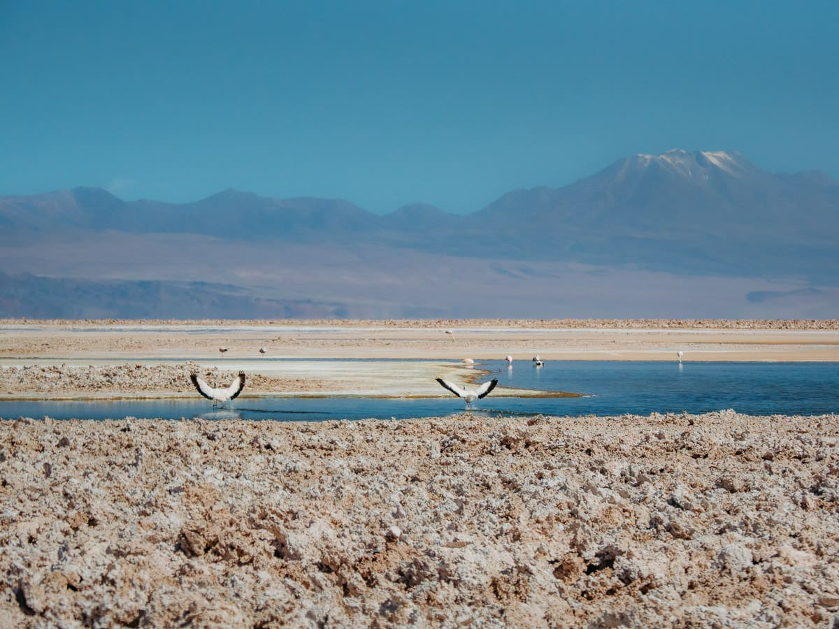 Laguna Chaxa flamingos