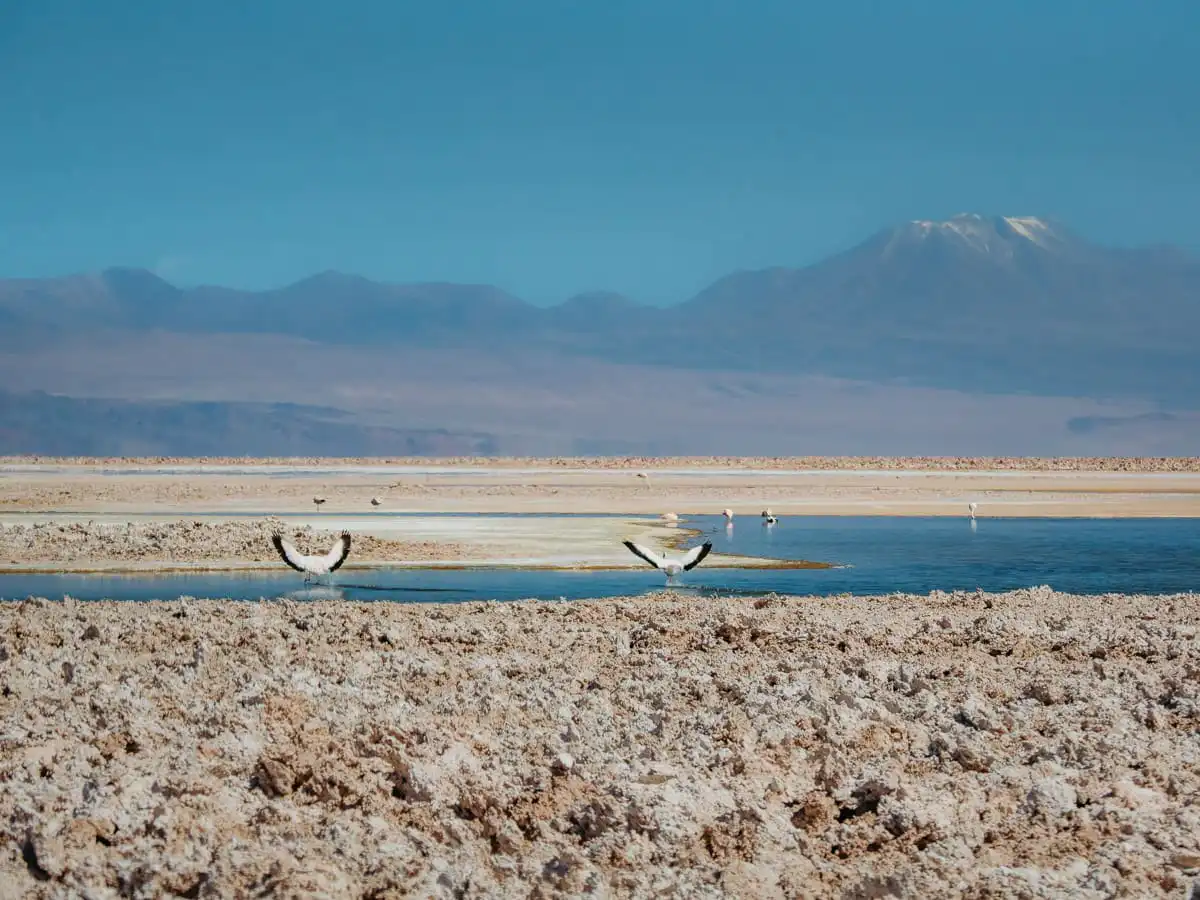 Laguna Chaxa flamingos