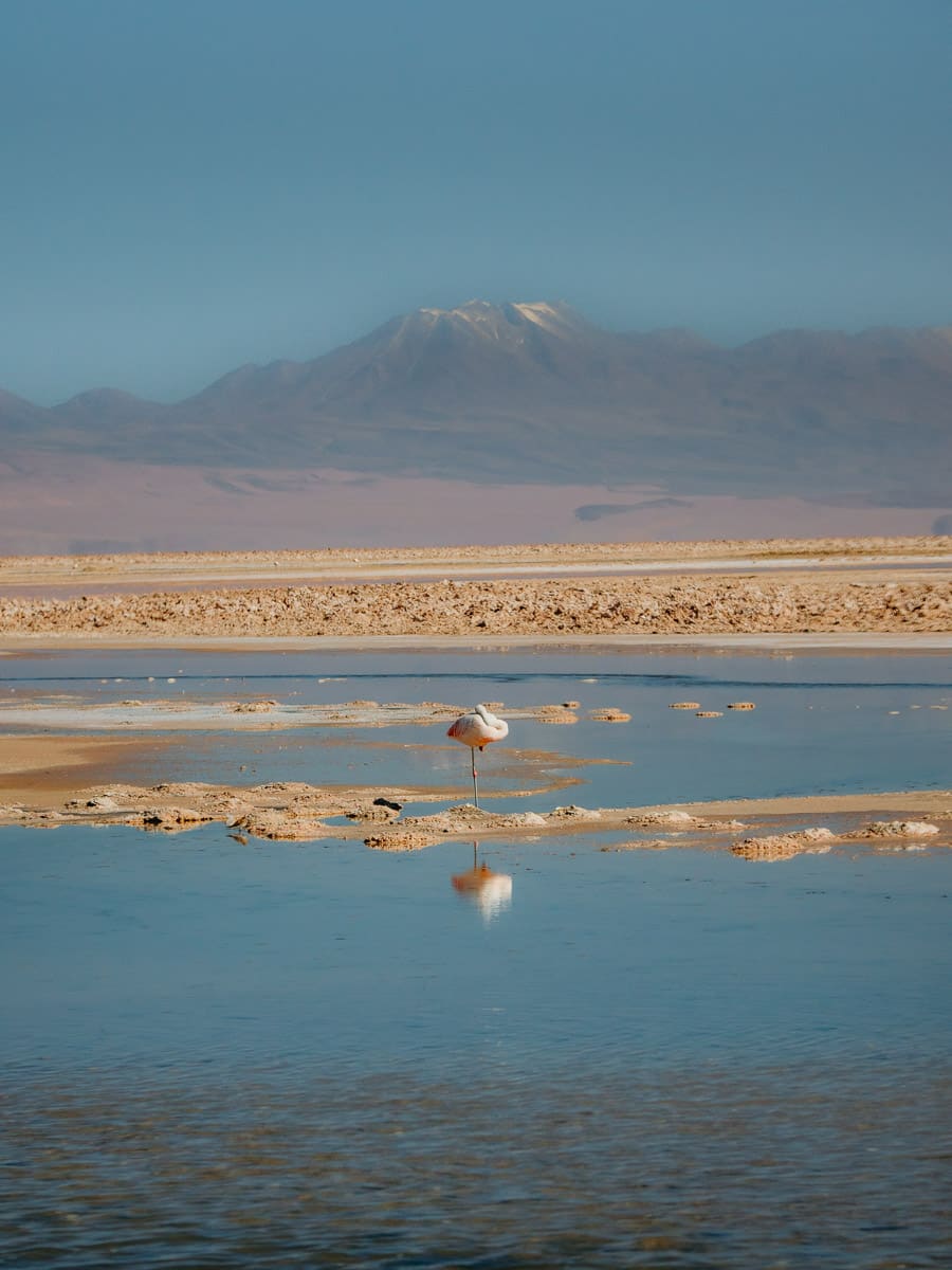 Sleeping flamingo in front of volcano