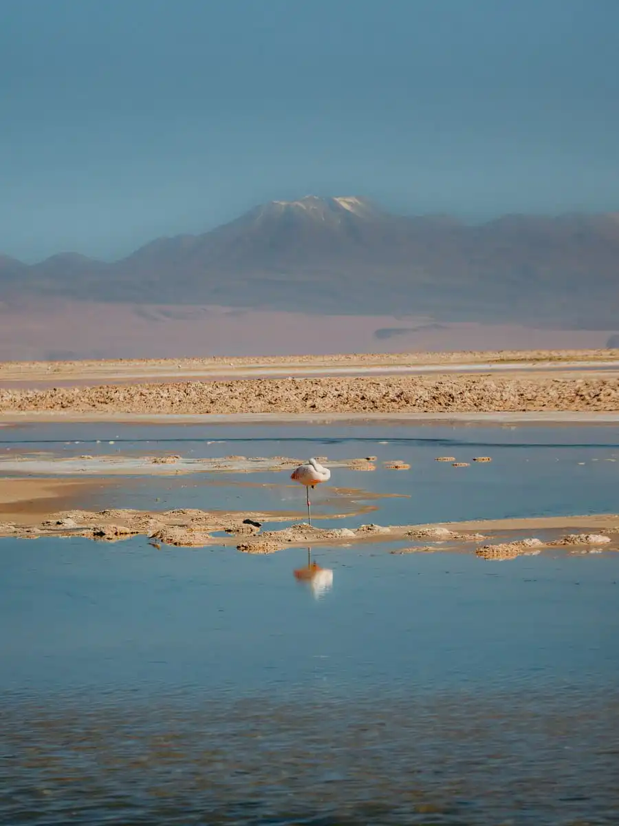 Sleeping flamingo in front of volcano