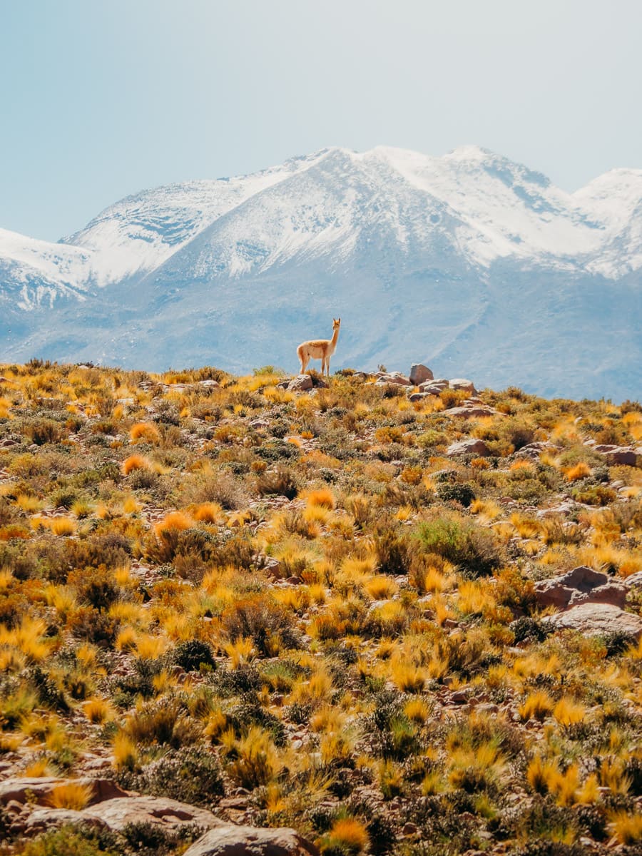 Vicuna on the mountain top