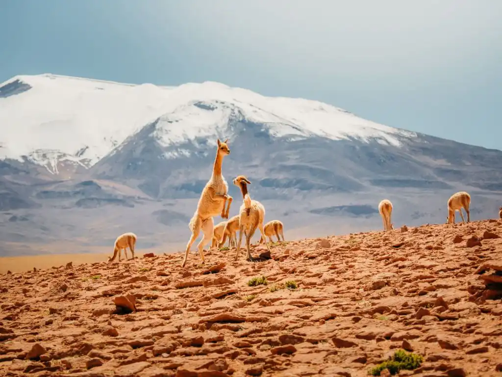 Vicunas fighting in the mountaintop