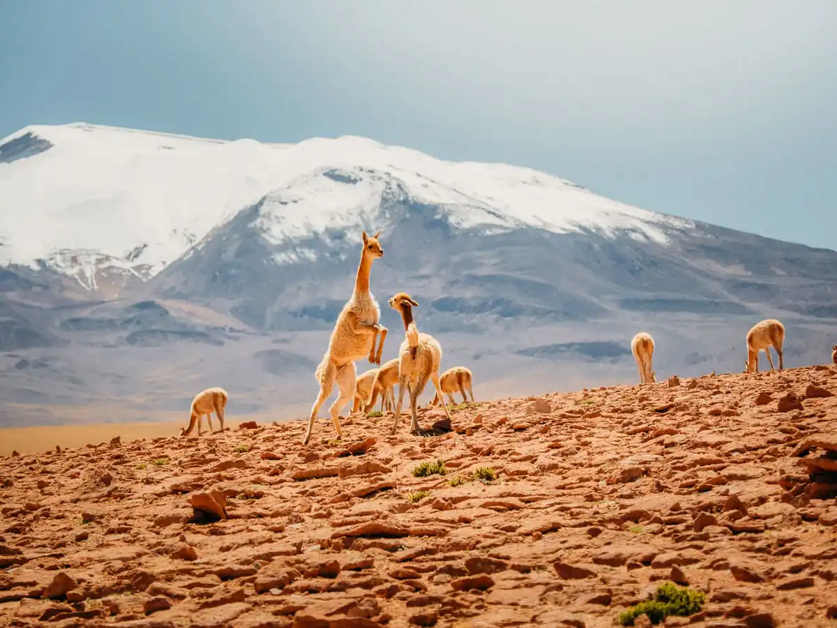 Vicunas fighting in the mountaintop