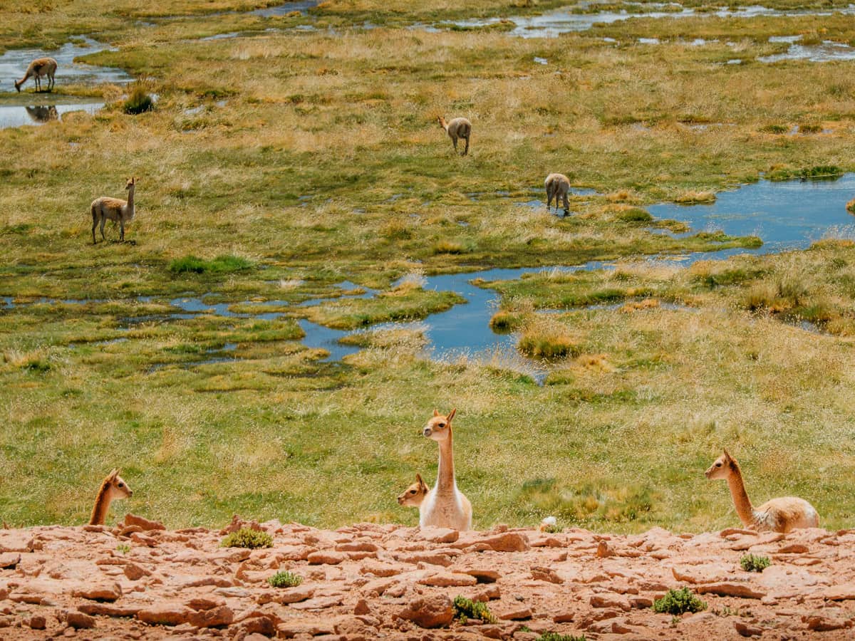 Vicuñas looking from below the valley in Atacama Desert