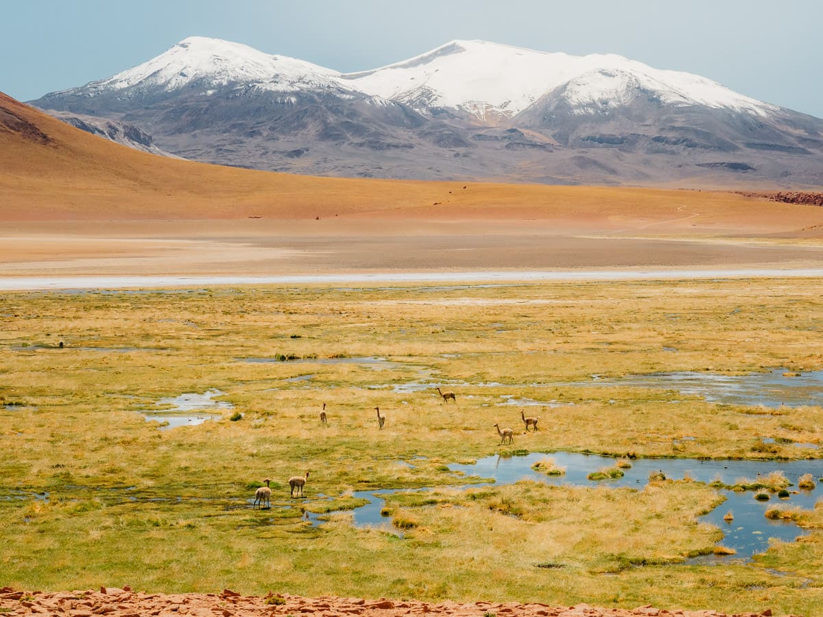 wetlands and volcanoes in Atacama Desert. One of the best San Pedro de Atacama Tours