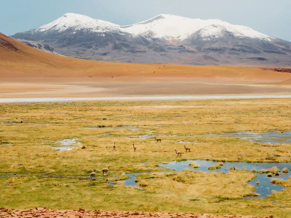 wetlands and volcanoes in Atacama Desert. One of the best San Pedro de Atacama Tours