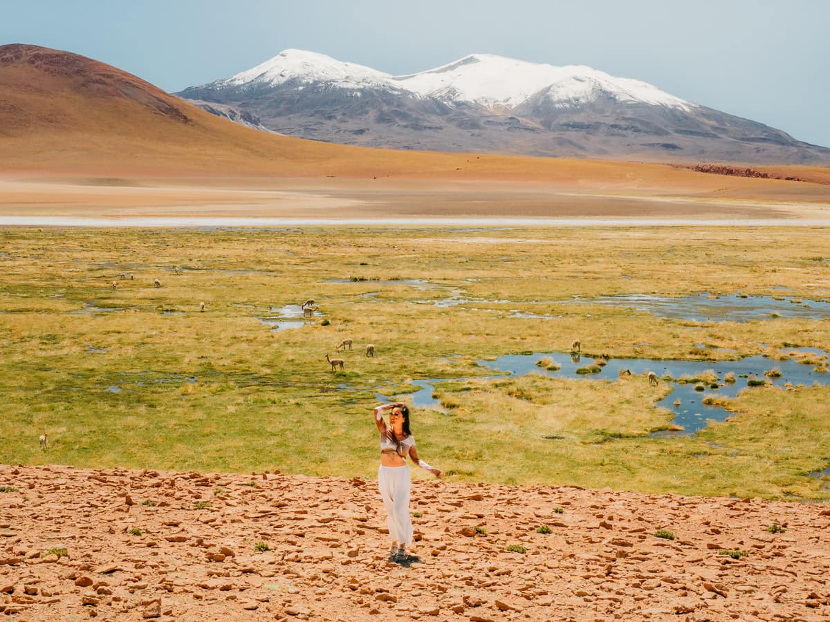 Northern route of Atacama Desert, amazing landscape, volcano, green grass
