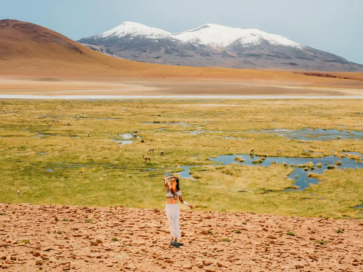 Northern route of Atacama Desert, amazing landscape, volcano, green grass