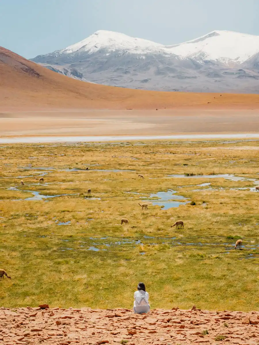 Sitting on the slope watching the vicunas and landscape in Atacama Desert