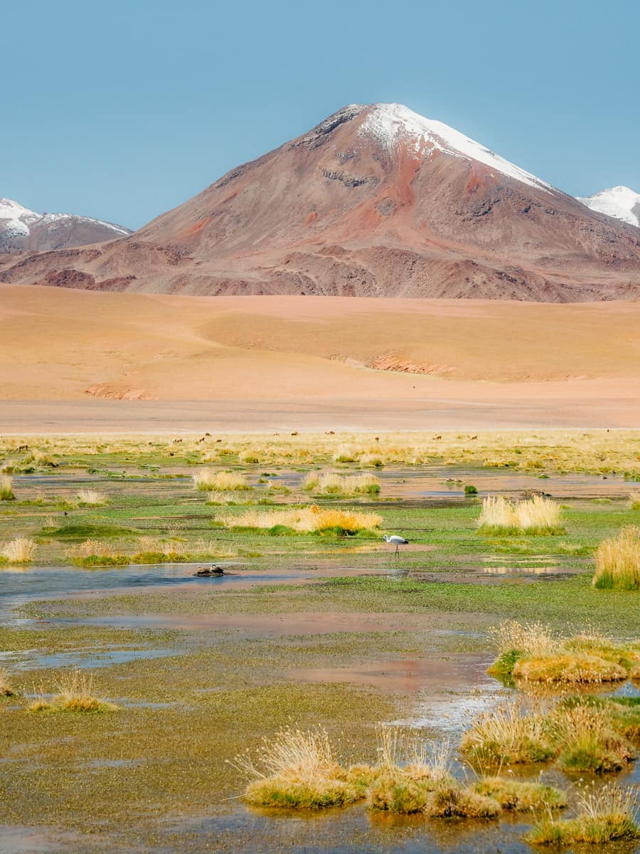 Flamingo framed by volcano in Atacama Desert