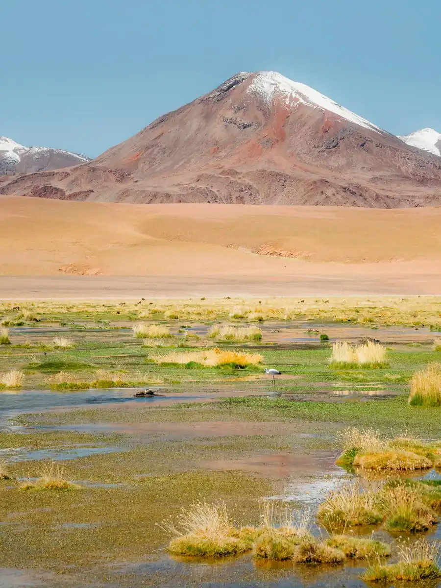 Flamingo framed by volcano in Atacama Desert