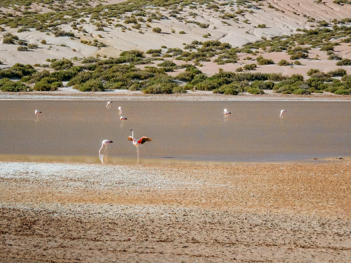 Flamingos in the laguna