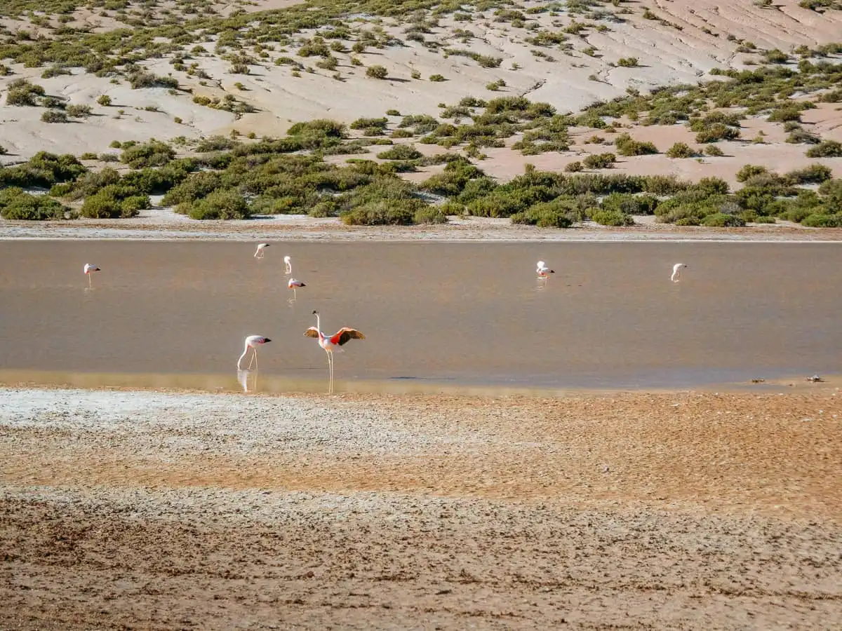 Flamingos in the laguna