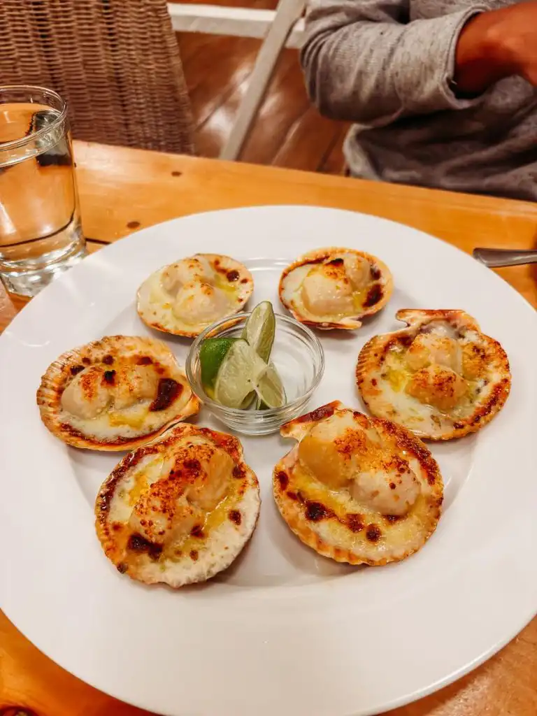 Scallops in Chile Patagonia