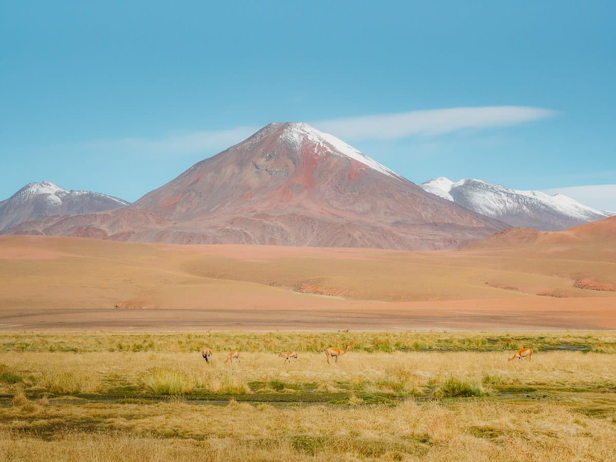Wetlands and volcano in Atacama Desert with vicunas