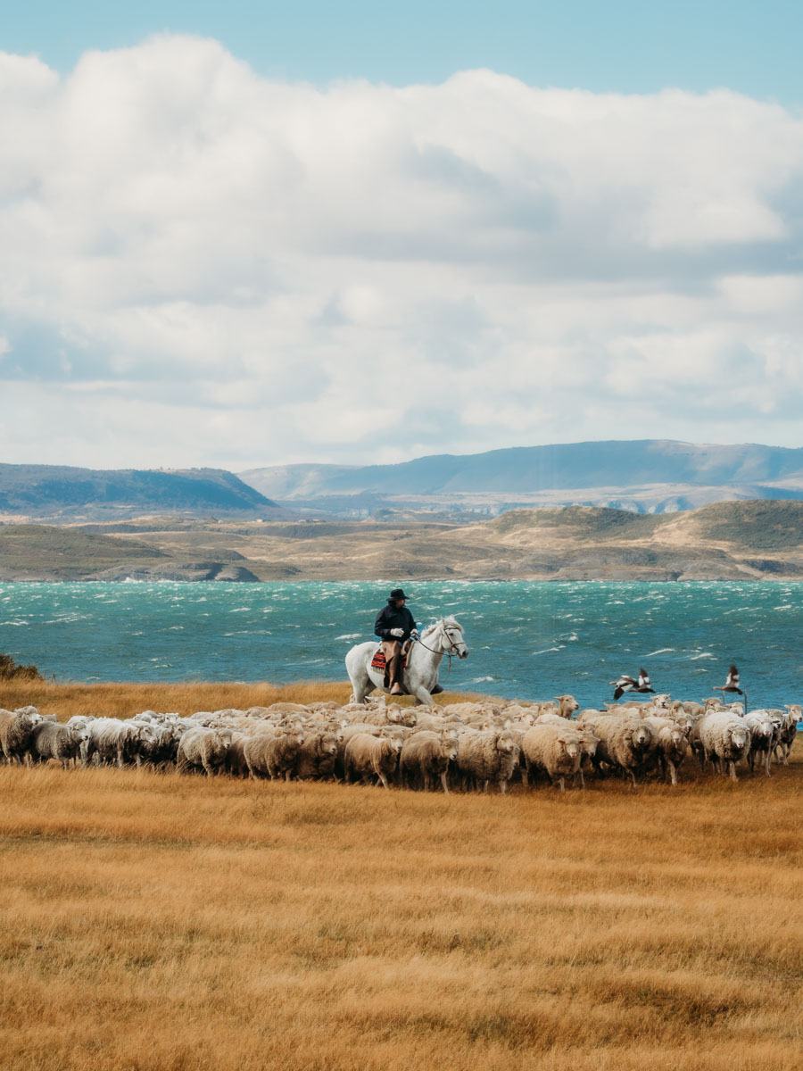 sheep herding in estancia in Torres del Paine