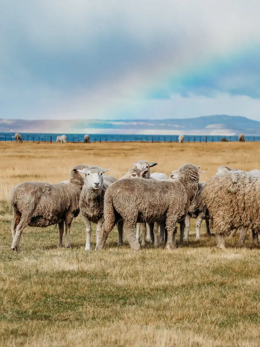 sheeps standing in front of rainbow in LA Peninsula Estancia