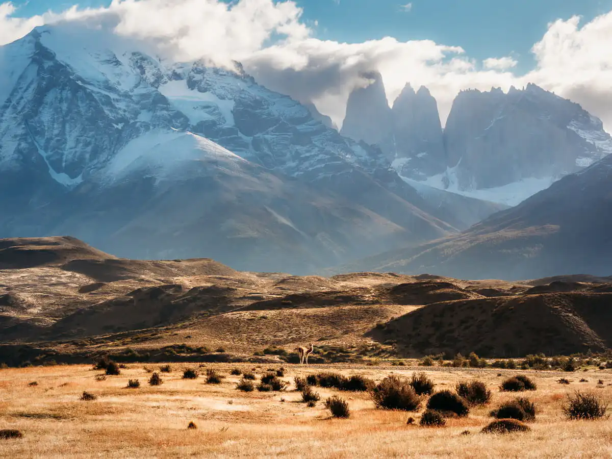 View of the mountain and animals in Patagonia