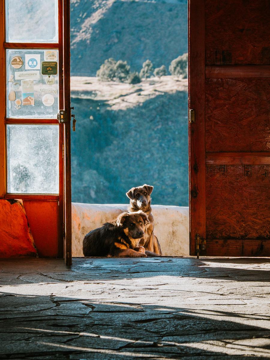 two dogs at la granja del colca
