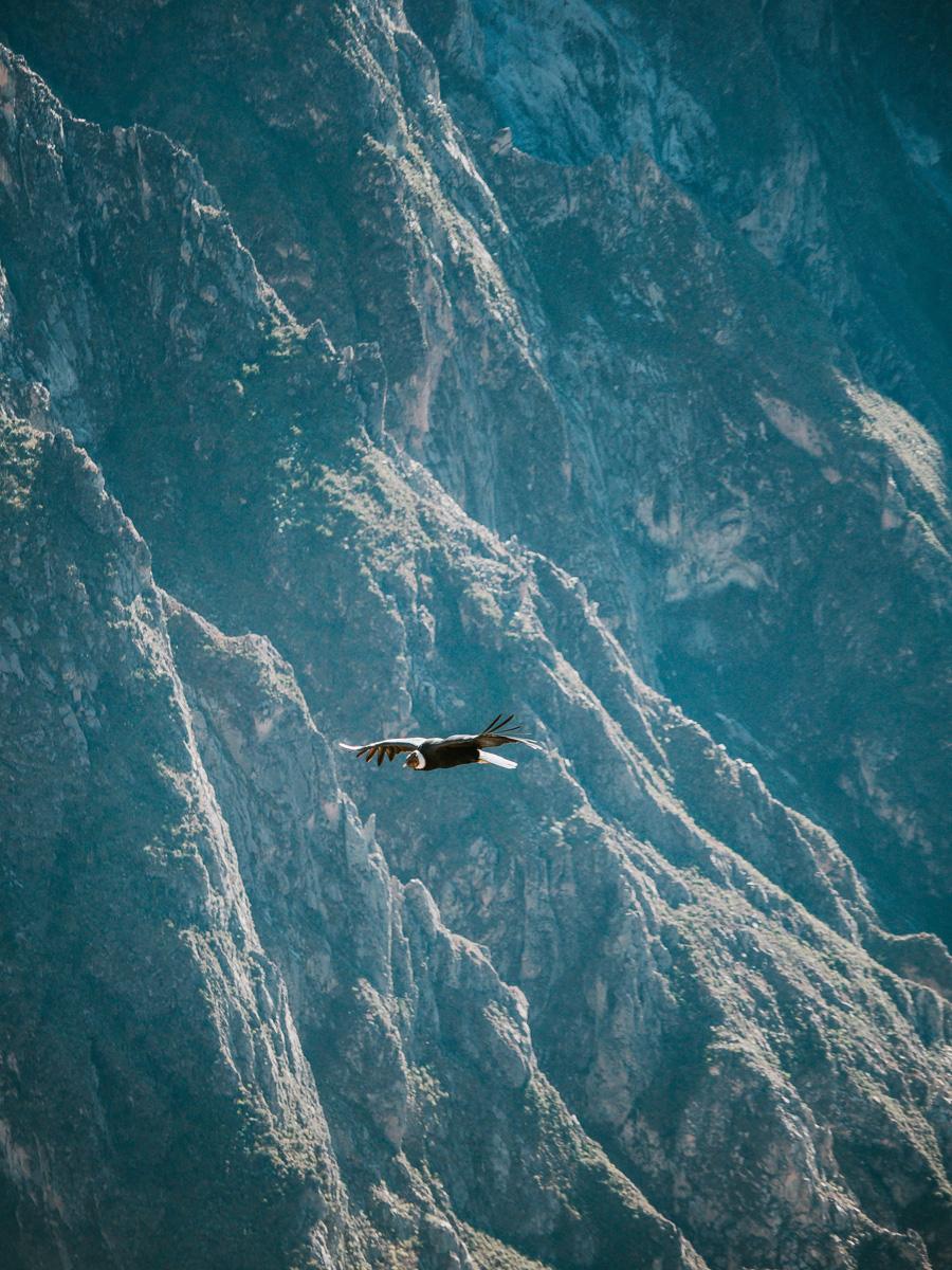 View of Condor at Colca Canyon
