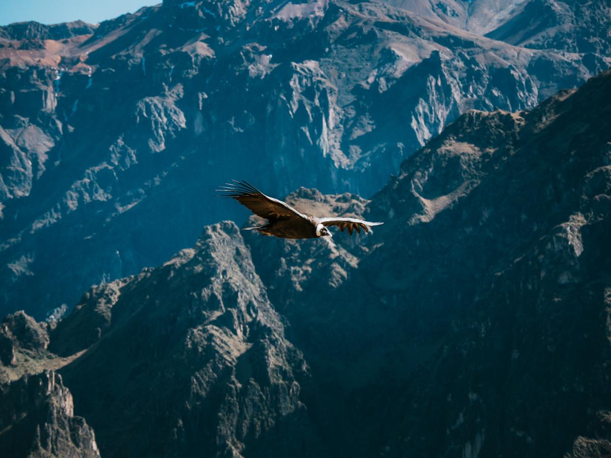 view of the Condor soaring about Colca Canyon