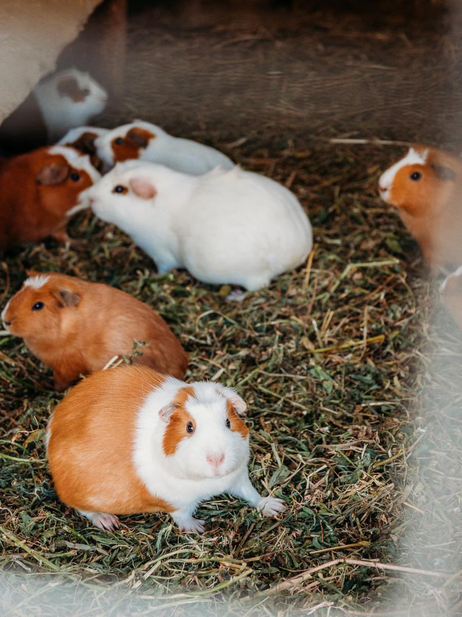guinea pigs at la granja del colca