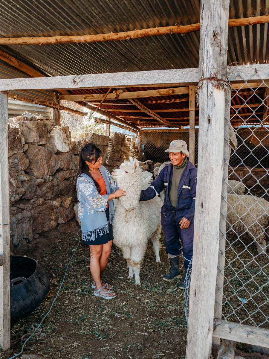 animals at la granja del colca