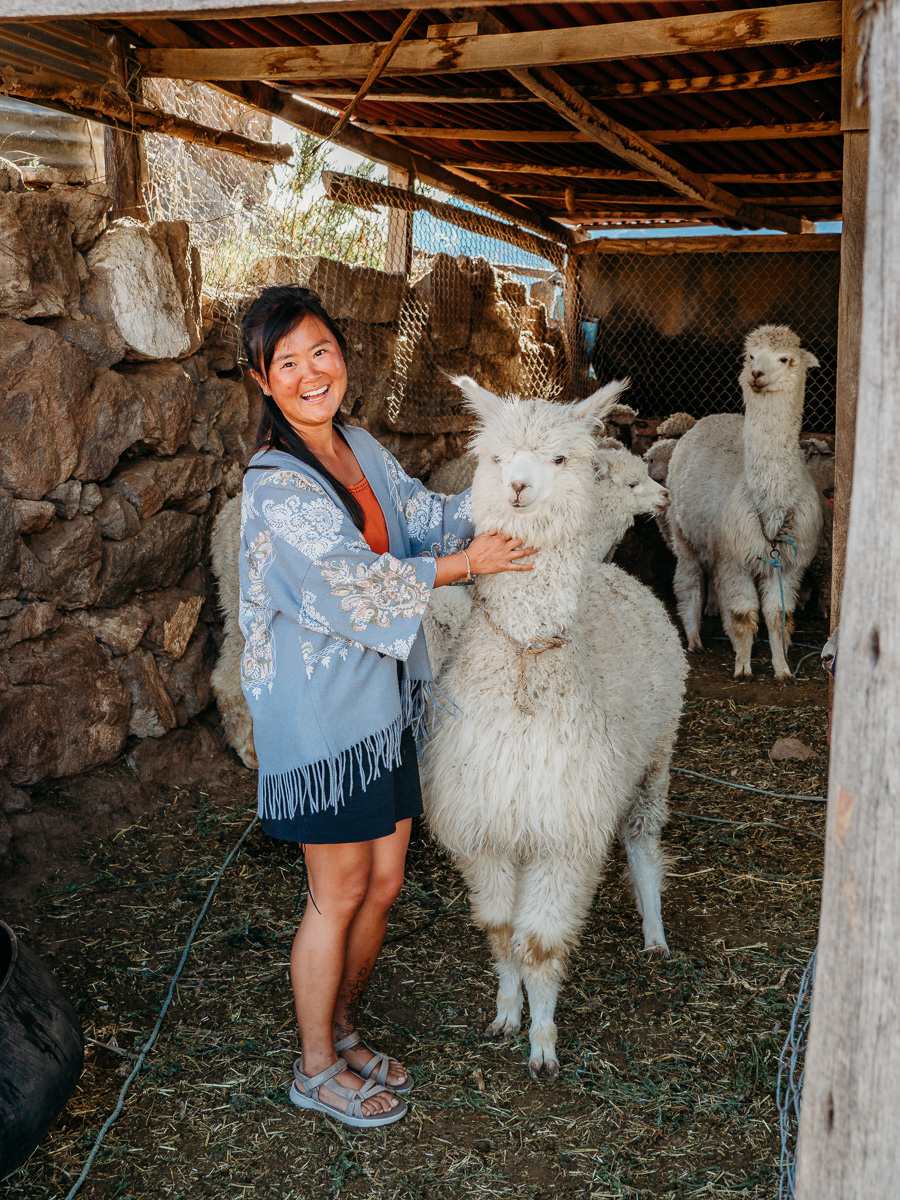 Alpaca at La Granja del Colca