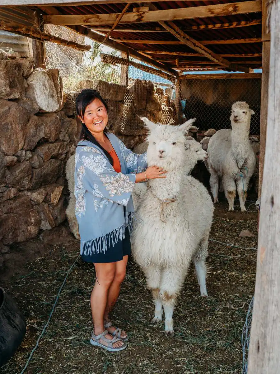 Alpaca at La Granja del Colca