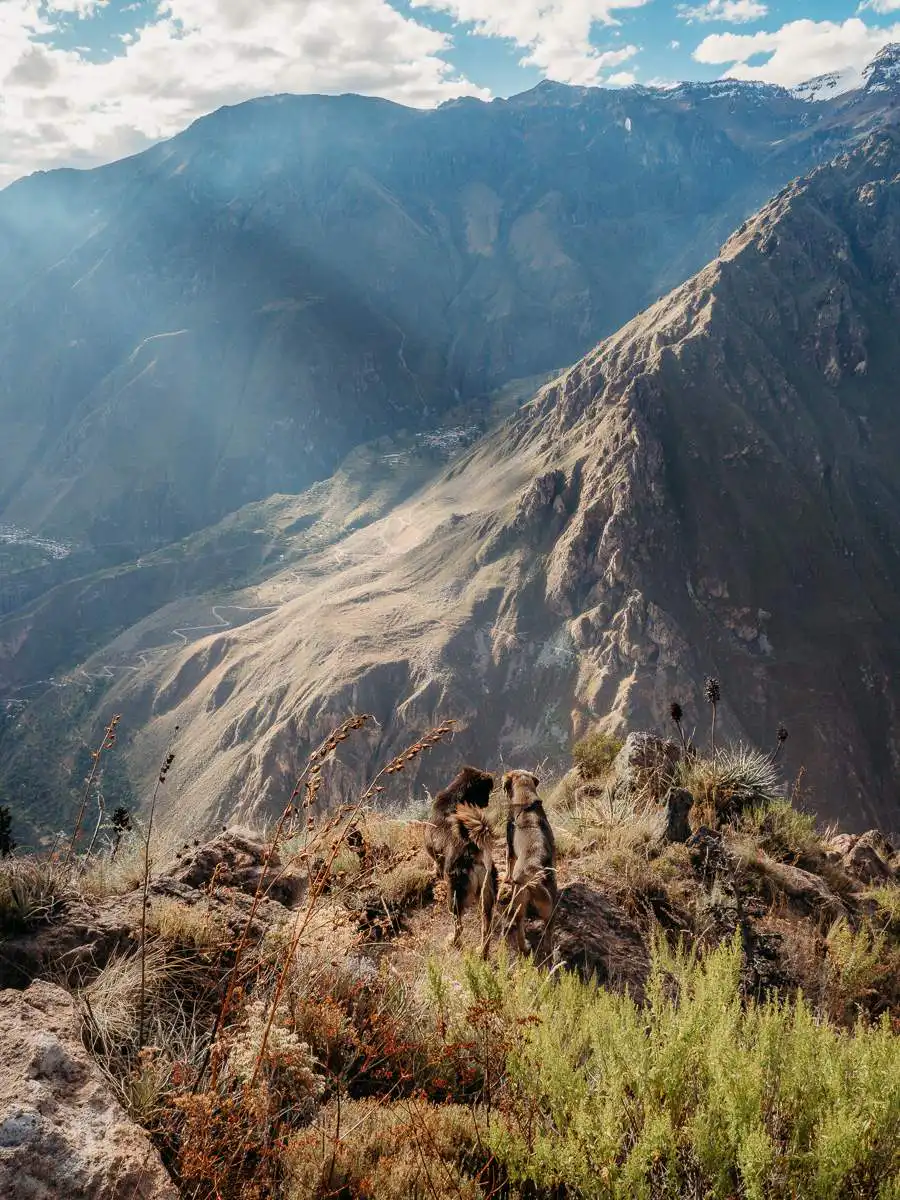 dogs staring down colca canyon valley